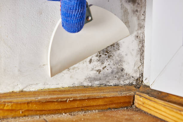 Best Attic Mold Removal  in Evansdale, IA